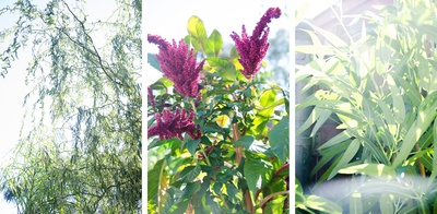 格内维夫·布彻纳的写真