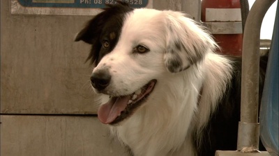 神奇狗帕奇的写真