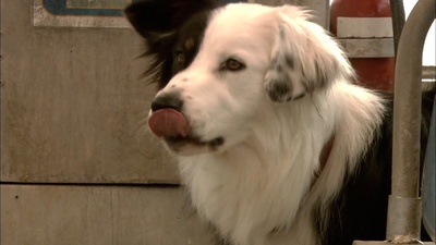 神奇狗帕奇的写真