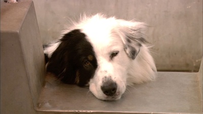 神奇狗帕奇的写真