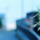 伊尔瓦·比约卡斯