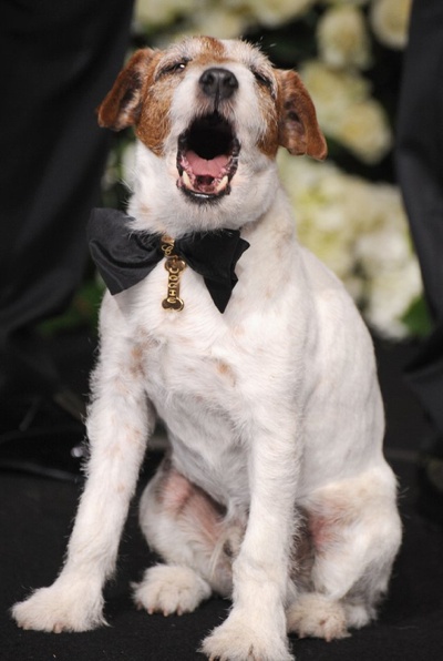 小狗乌吉 的写真