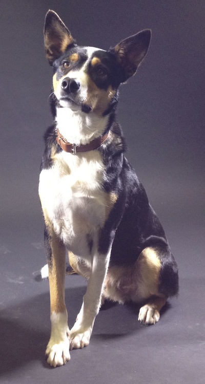 芬恩的写真-Finn is a Heading do...