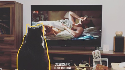 猫鲍勃的写真-果然是猫片儿