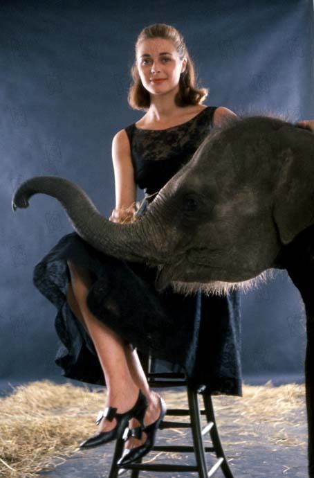 米歇尔·希哈董的写真